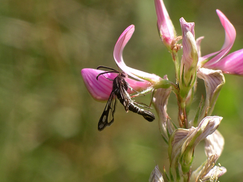 Sesiidi da determinare: Pyropteron affine?